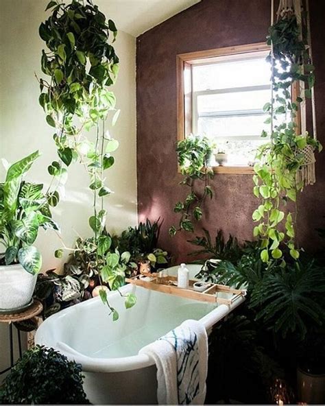 浴室植物 房中房風水